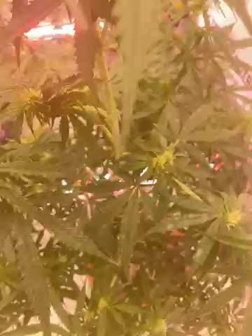 Auto Opium by Divine Seeds