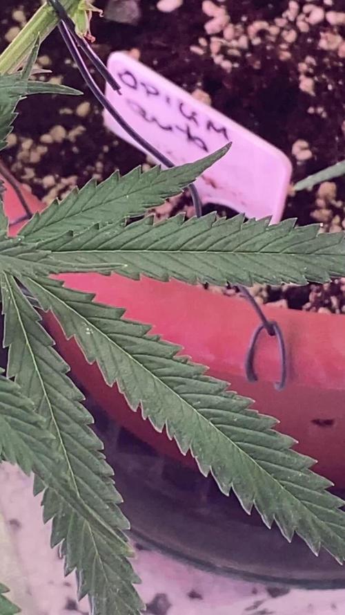 Auto Opium by Divine Seeds