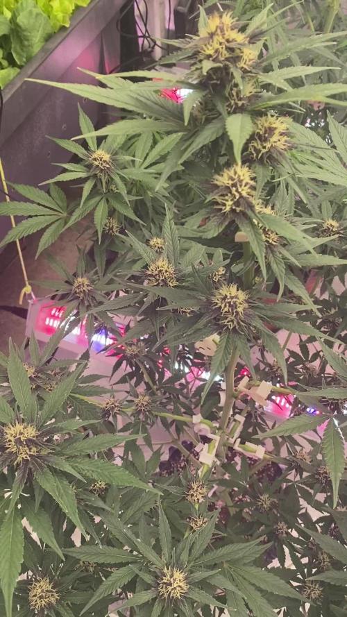 A Blue Dream comes true vol.2