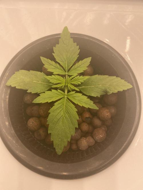 Something very NEW from TH is here^^. Week 2