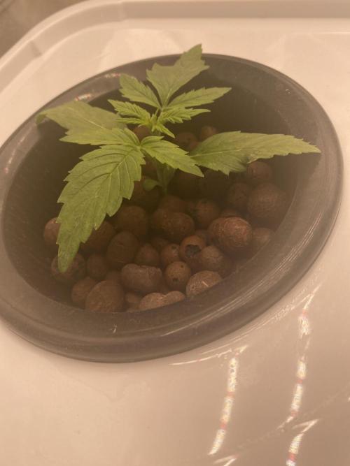 Something very NEW from TH is here^^. Week 2