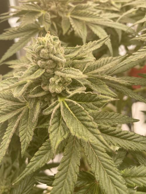 Tical or Zamnesia? Or is it Honey?. Week 12