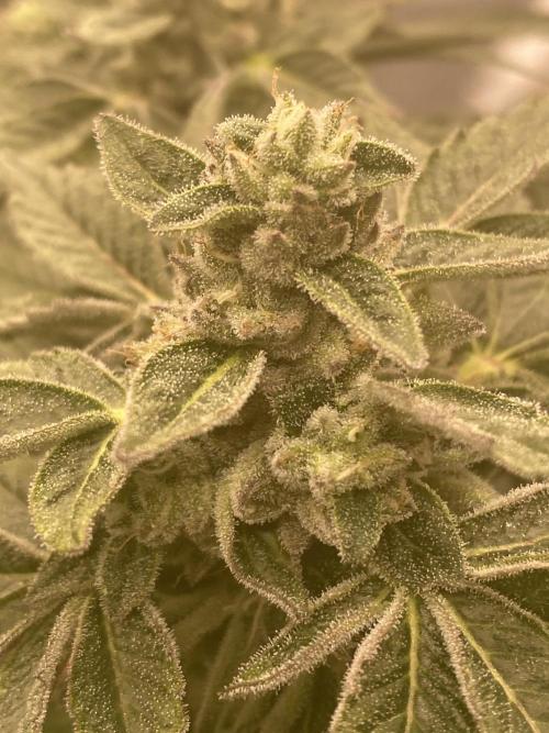 Tical or Zamnesia? Or is it Honey?. Week 12