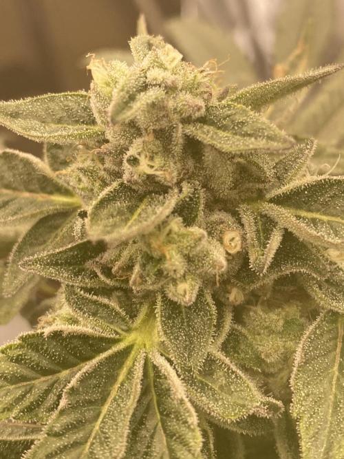 Tical or Zamnesia? Or is it Honey?. Week 12