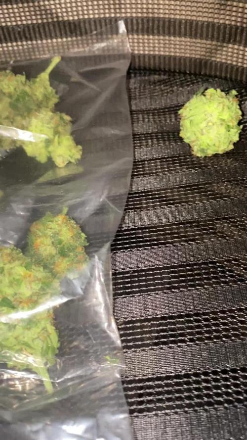 Auto Opium by Divine Seeds