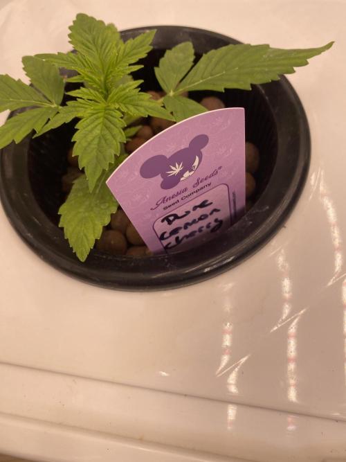 Something very NEW from TH is here^^. Week 2