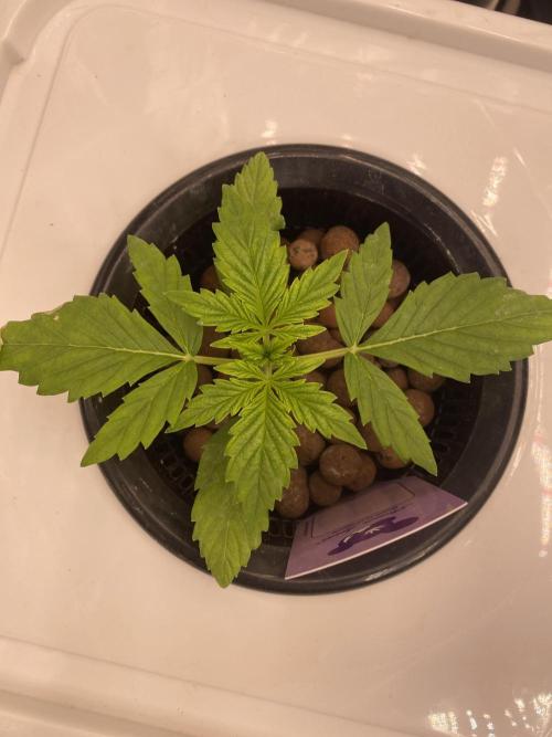 Something very NEW from TH is here^^. Week 2