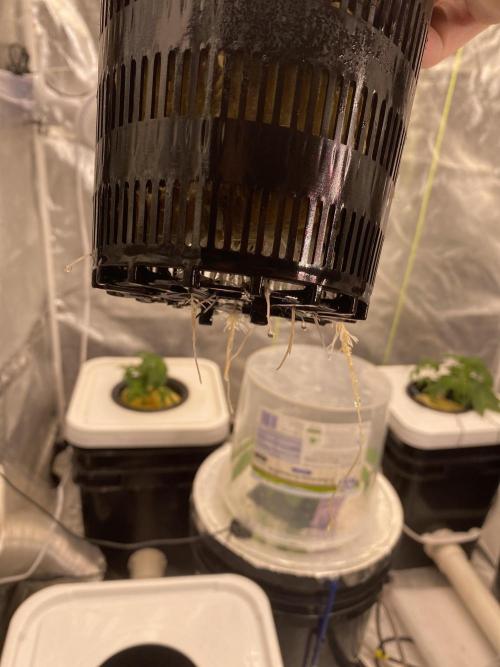 Something very NEW from TH is here^^. Week 2