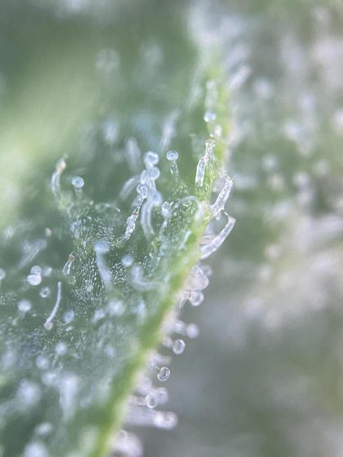 Tical or Zamnesia? Or is it Honey?. Week 12 - 4.11