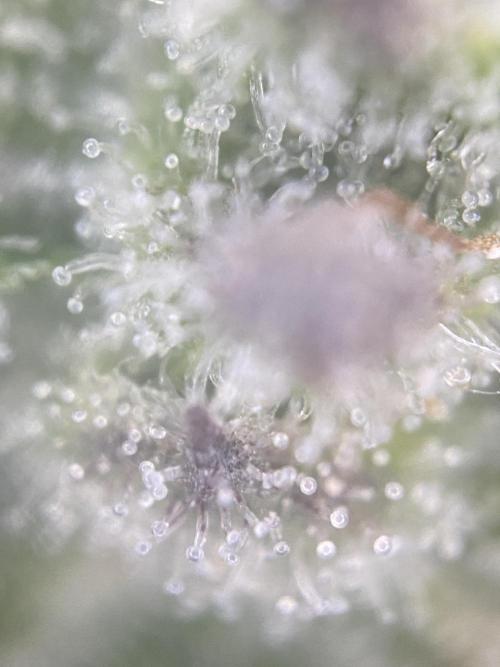 Tical or Zamnesia? Or is it Honey?. Week 12 - 4.11