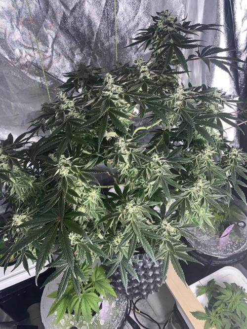 Tical or Zamnesia? Or is it Honey?. Week 12 - 4.11