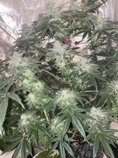 Tical or Zamnesia? Or is it Honey?. Week 12 - 4.11