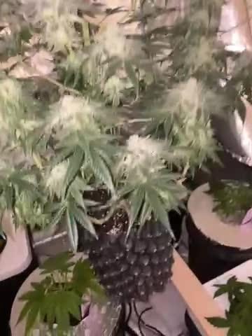 Tical or Zamnesia? Or is it Honey?