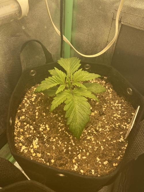 Sweet France. Week 2