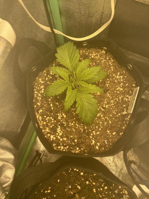 Sweet France. Week 2