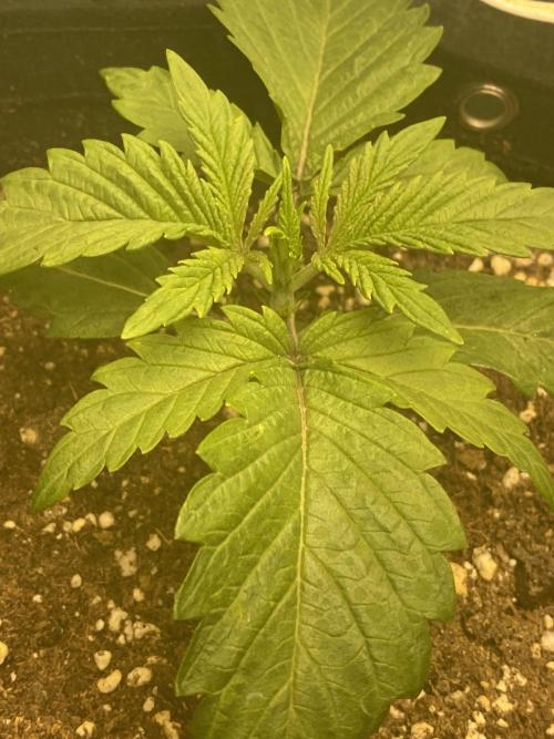 Sweet France. Week 2