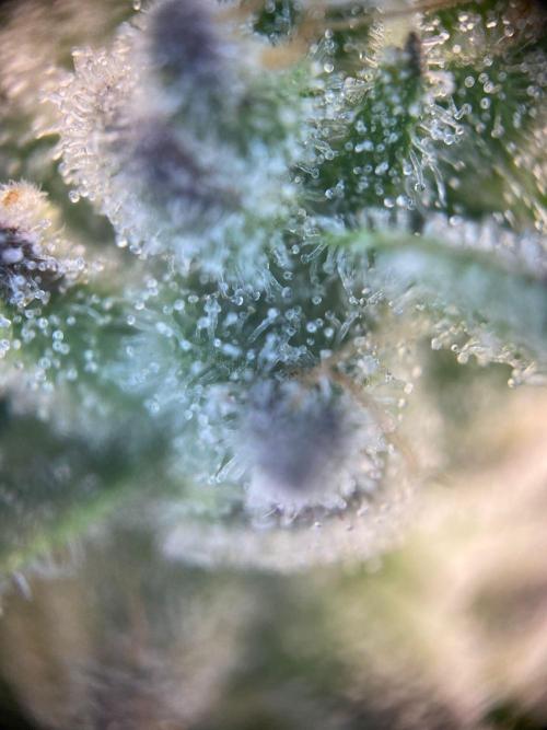 Tical or Zamnesia? Or is it Honey?. Week 13 - 6.11.2025