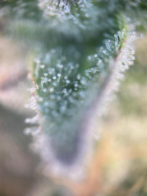 Tical or Zamnesia? Or is it Honey?. Week 13 - 6.11.2025