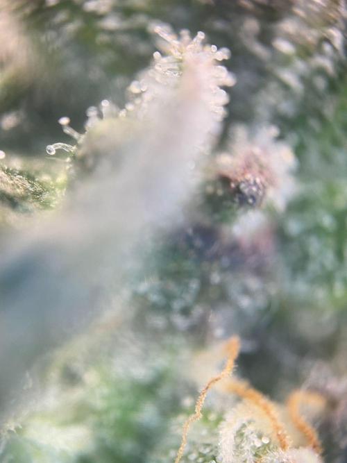 Tical or Zamnesia? Or is it Honey?. Week 13 - 6.11.2025