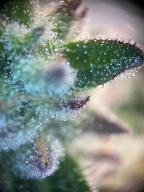 Tical or Zamnesia? Or is it Honey?. Week 13 - 6.11.2025