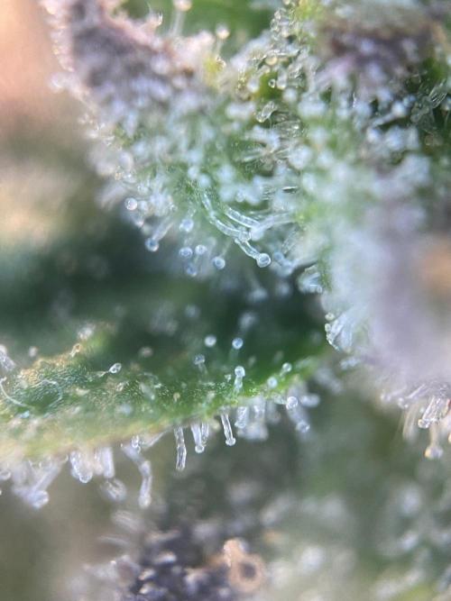 Tical or Zamnesia? Or is it Honey?. Week 13 - 6.11.2025