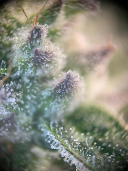 Tical or Zamnesia? Or is it Honey?. Week 13 - 6.11.2025