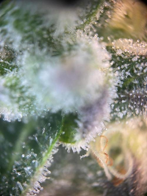 Tical or Zamnesia? Or is it Honey?. Week 13 - 6.11.2025