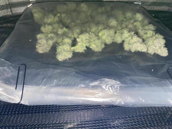 Tical or Zamnesia? Or is it Honey?. Week 14