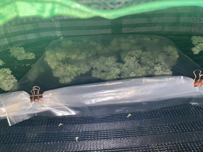 Tical or Zamnesia? Or is it Honey?. Week 14