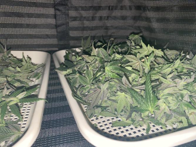 Tical or Zamnesia? Or is it Honey?. Week 14