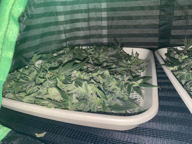 Tical or Zamnesia? Or is it Honey?. Week 14