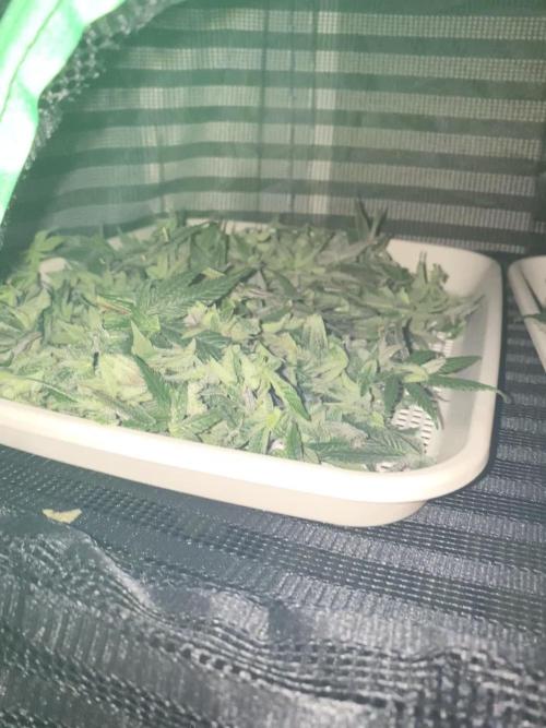 Tical or Zamnesia? Or is it Honey?