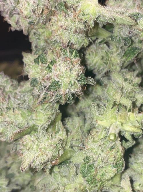 Tical or Zamnesia? Or is it Honey?. Week 14