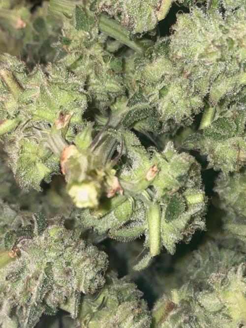 Tical or Zamnesia? Or is it Honey?. Week 14