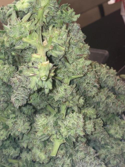 Tical or Zamnesia? Or is it Honey?. Week 14