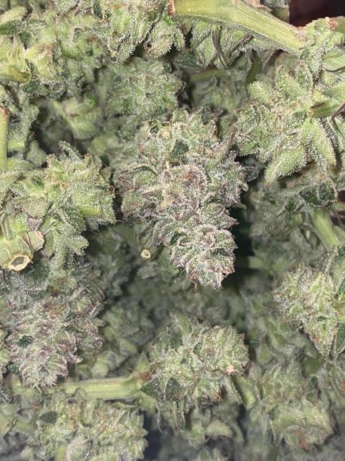 Tical or Zamnesia? Or is it Honey?. Week 14