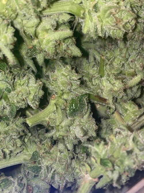 Tical or Zamnesia? Or is it Honey?. Week 14