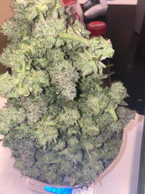 Tical or Zamnesia? Or is it Honey?. Week 14