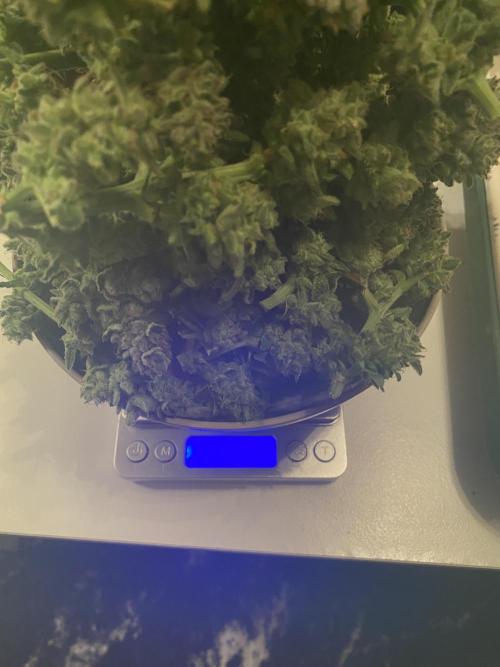 Tical or Zamnesia? Or is it Honey?. Week 14