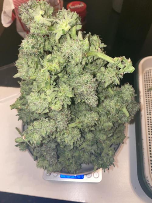 Tical or Zamnesia? Or is it Honey?. Week 14