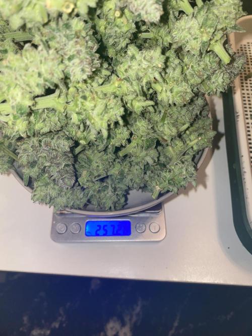 Tical or Zamnesia? Or is it Honey?. Week 14