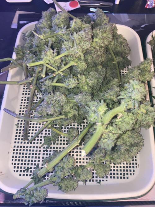 Tical or Zamnesia? Or is it Honey?. Week 14