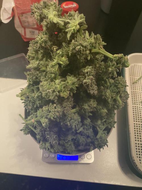 Tical or Zamnesia? Or is it Honey?. Week 14