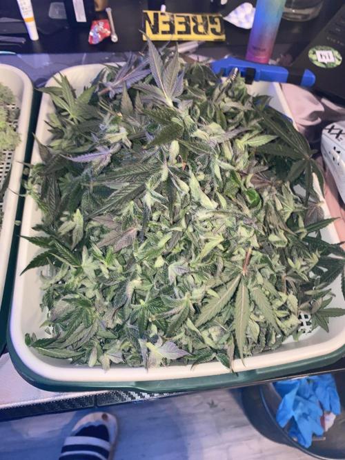 Tical or Zamnesia? Or is it Honey?. Week 14