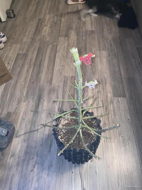 Tical or Zamnesia? Or is it Honey?. Week 14