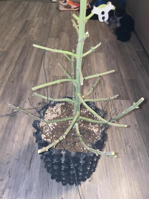 Tical or Zamnesia? Or is it Honey?. Week 14