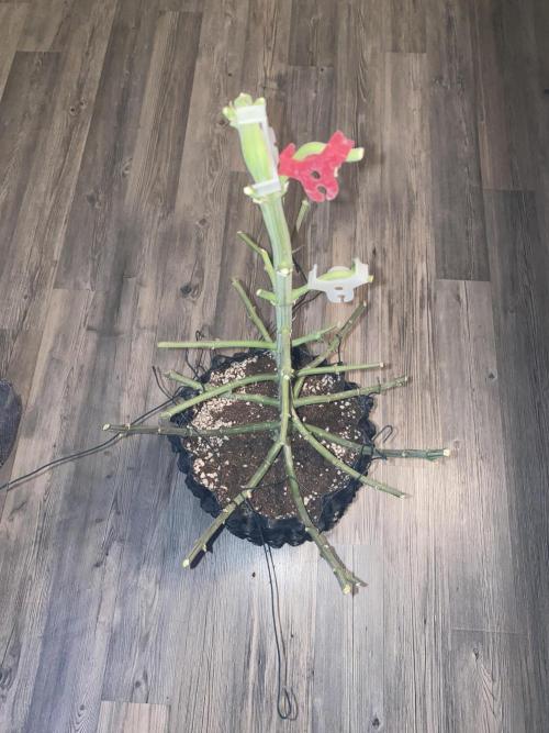 Tical or Zamnesia? Or is it Honey?. Week 14