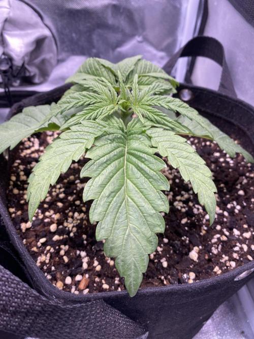 Sweet France. Week 3