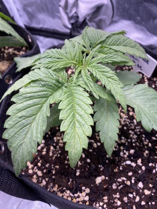 Sweet France. Week 3