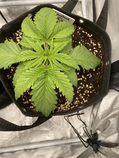 Sweet France. Week 3